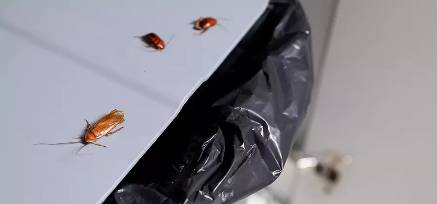German Roach Pest Control in Union City