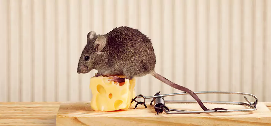 Commercial Rodent Exclusion Services in Union City