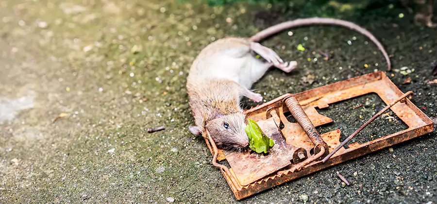 Rat Trapping in Union City