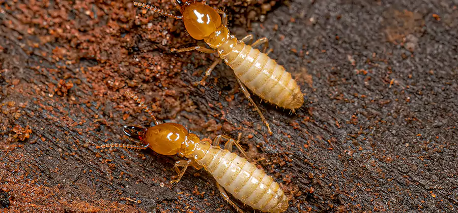 Sentricon Residential Termite Control in Union City