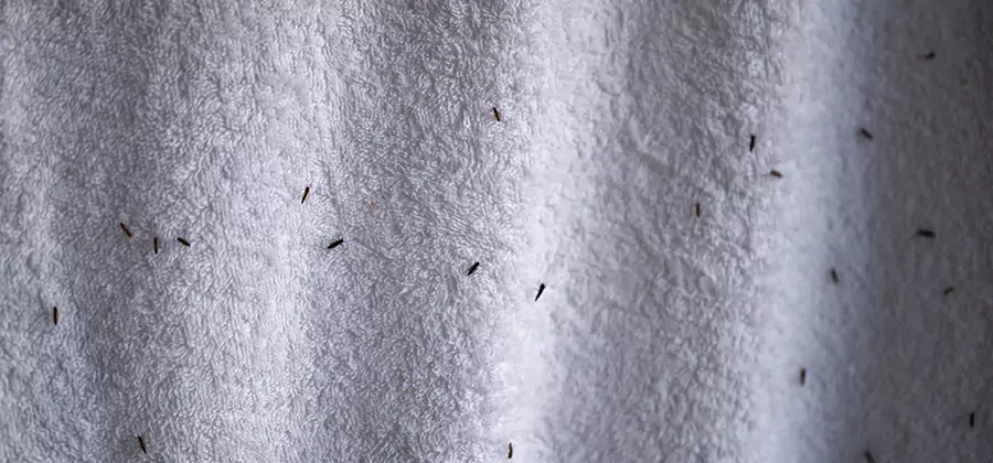 Small Black Ants in Bathroom Treatment in Union City