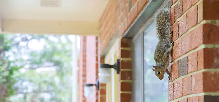 Squirrel Inside Walls Removal in Union City