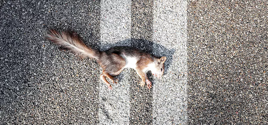 Dead Squirrel Removal in Union City