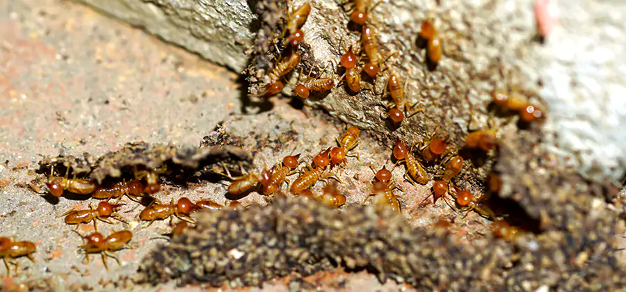 Wood Treatment and Localized Termite Solutions in Union City