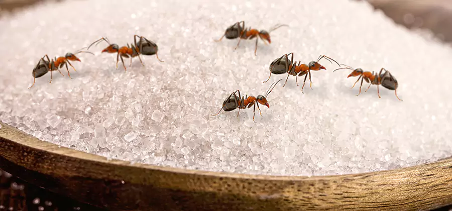 Indoor Sugar Ant Treatment in Union City