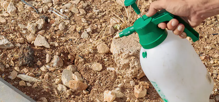 Heat Treatment Termite Cost in Union City
