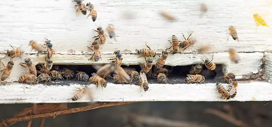 Residential Termite Fumigation in Union City