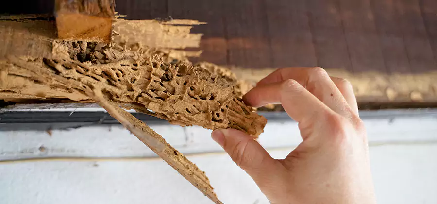 Pre-Purchase Termite Inspection in Union City