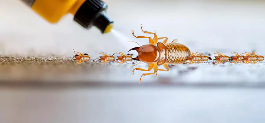 Foundation Termite Spraying Control in Union City