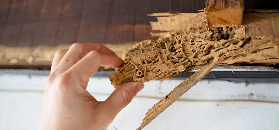 Pre-Construction Termite Treatment in Union City
