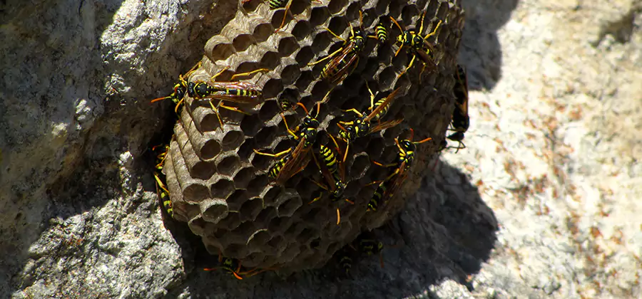 Wasp Nest in Tree Removal Union City