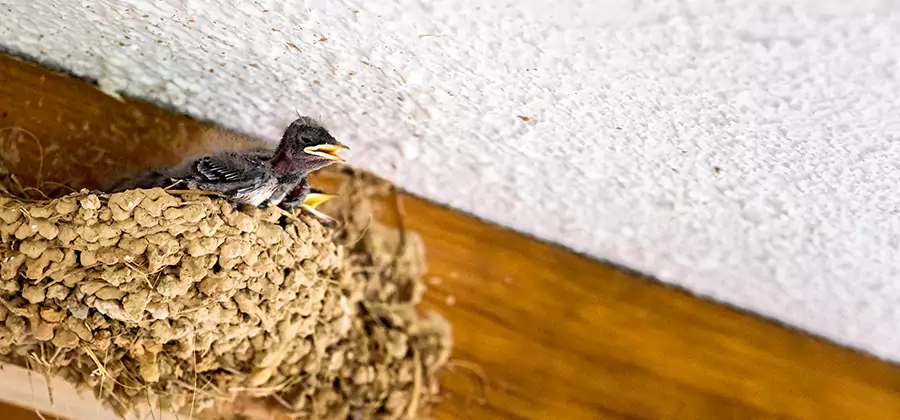 Bird Removal From House in Union City