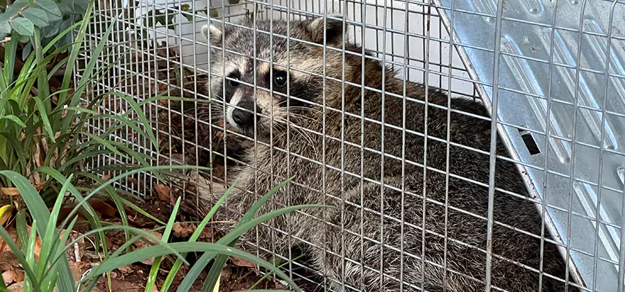 Wildlife Relocation Services in Union City