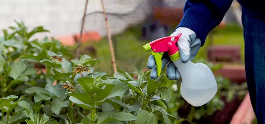 Yellow Jacket Pest Removal for Commercial Properties in Union City