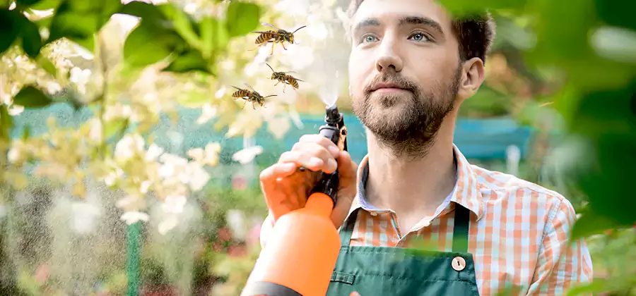 Yellow Jacket Wasp Removal in Union City