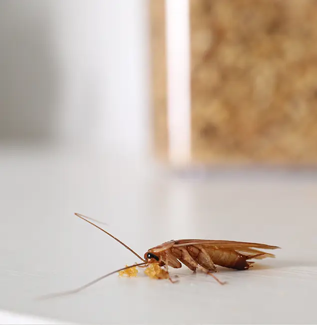 Why Union City Pest Control Pro Stands Out in Union City, GA?