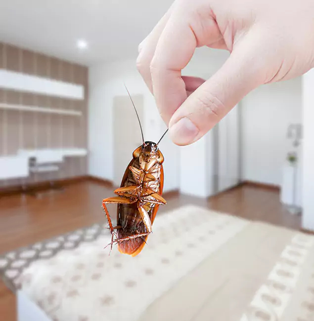 Why Union City Pest Control Pro Stand Out for Bed Bug Fumigation in Union City, GA?