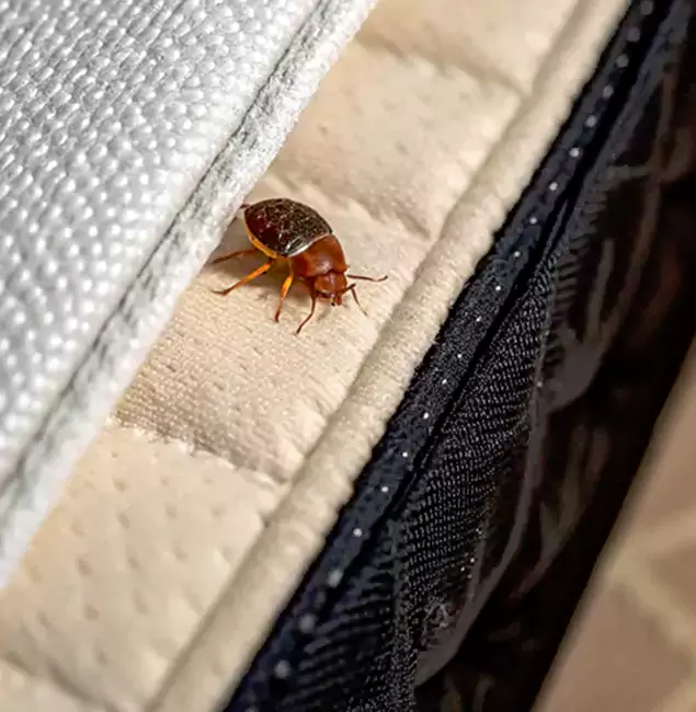 Why Choose Union City Pest Control Pro for Bed Bug Treatment at Home in Union City, GA?