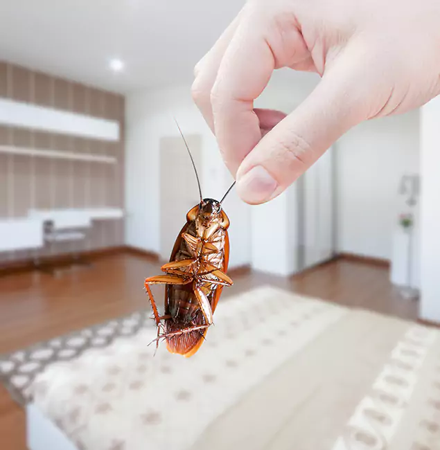 Why Union City Pest Control Pro Stand Out For Bed Bug Inspection in Union City, GA?