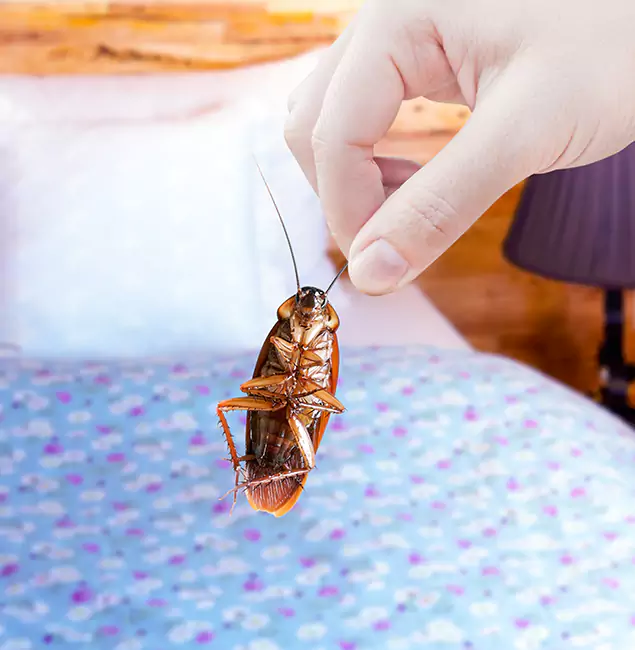 Why Choose Union City Pest Control Pro for Bed Bug Treatment in Union City, GA?