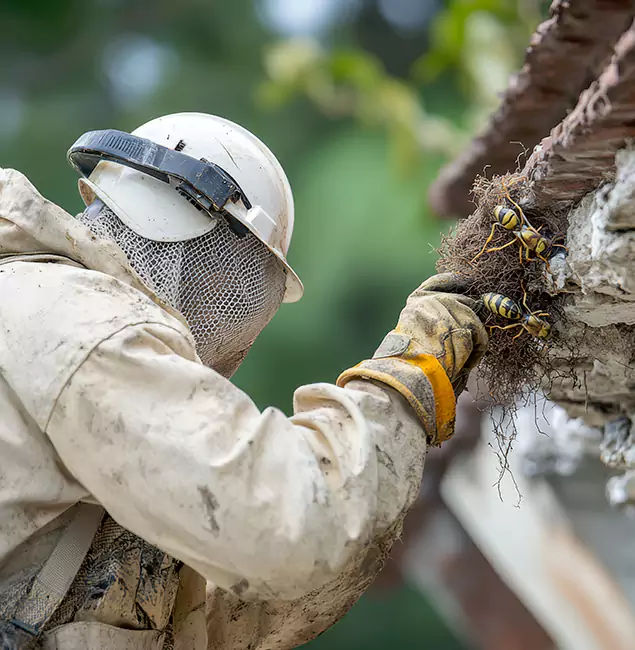 Why Union City Property Owners Choose Union City Pest Control Pro for Bee Exterminator?
