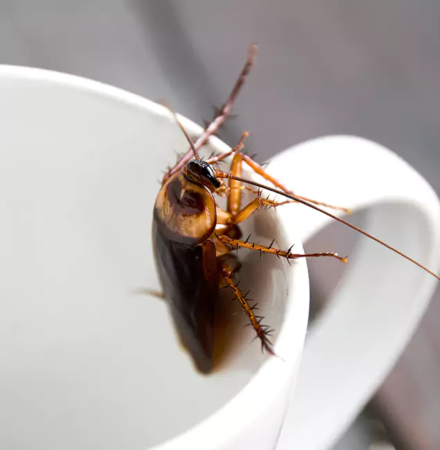 Why Union City, GA Residents Trust Union City Pest Control Pro for Cockroach Fumigation?