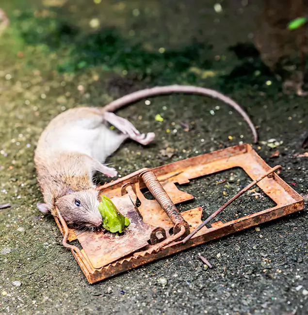 Why Union City, GA Homeowners Trust Union City Pest Control Pro for Rodent Removal?
