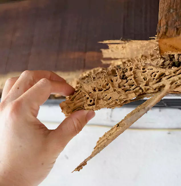 Why Choose Union City Pest Control Pro in Union City, GA?