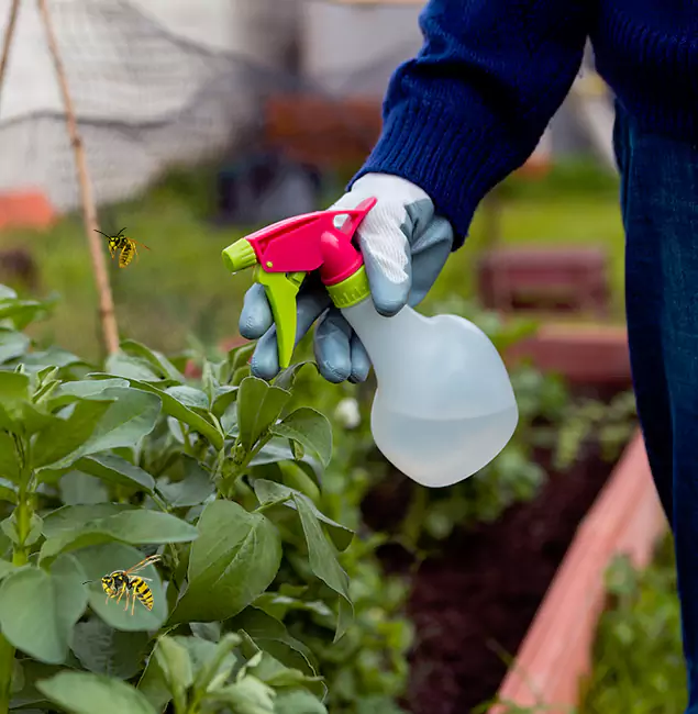 Why Union City Homeowners Choose Union City Pest Control Pro for Honey Bee Removal?