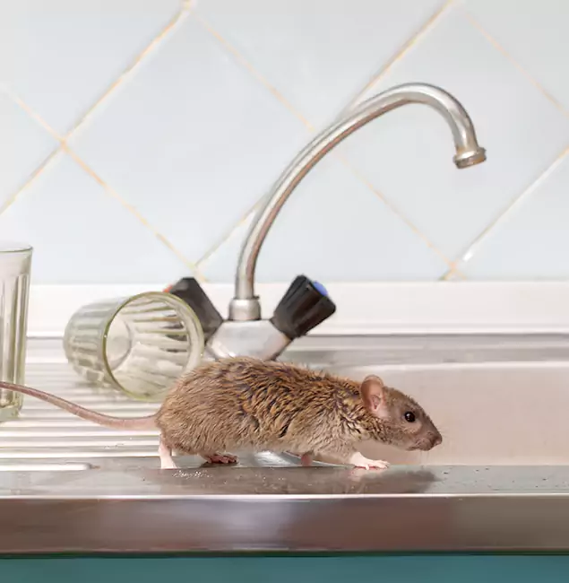 Why Union City, GA Trusts Union City Pest Control Pro for Humane Rodent Control?