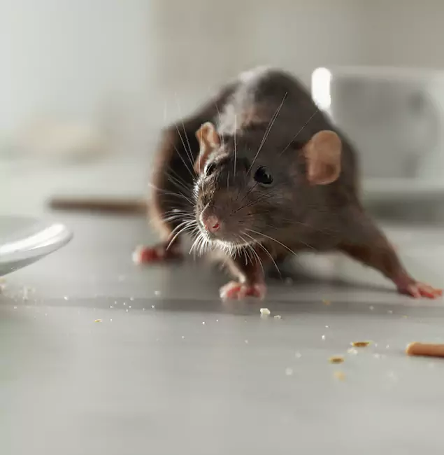 Why Union City Homeowners Choose Union City Pest Control Pro for Mice Control?
