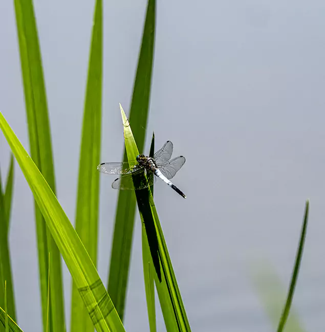 Why Union City Families Trust Union City Pest Control Pro for Mosquito Prevention?