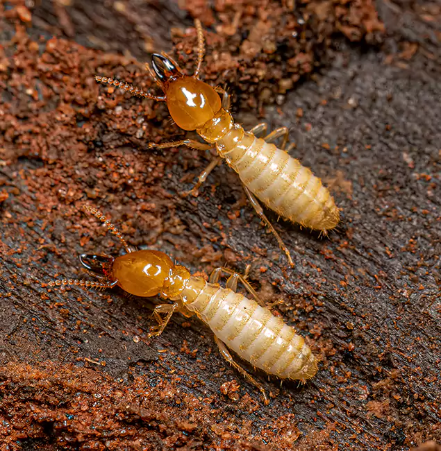 Why Choose Union City Pest Control Pro for Termite Treatment Without Tenting in Union City, GA?