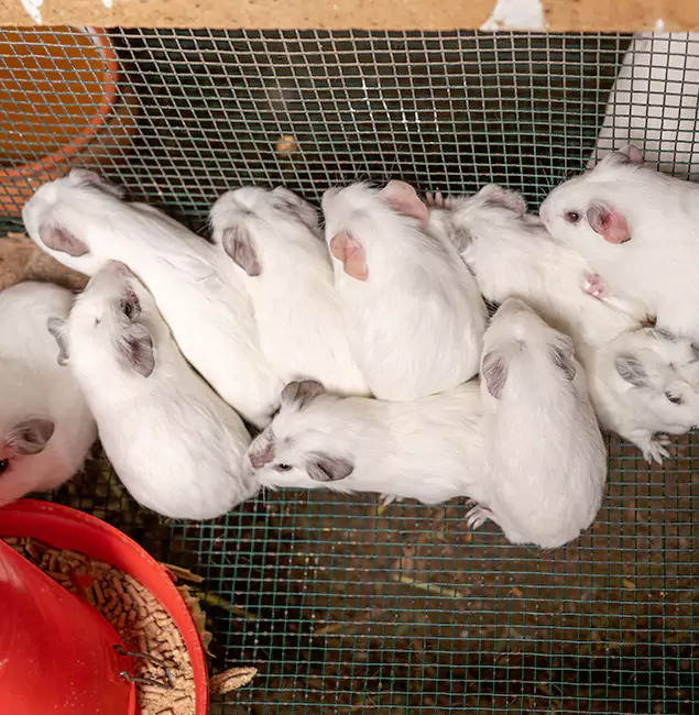Why Choose Union City Pest Control Pro for Rat Infestation in Union City, GA?