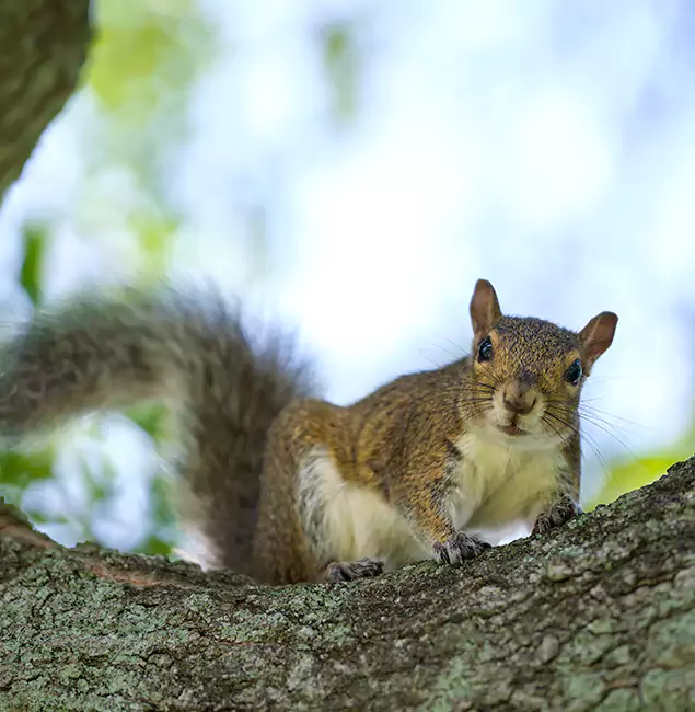 Why Union City, GA Relies on Union City Pest Control Pro for Squirrel Pest Control?