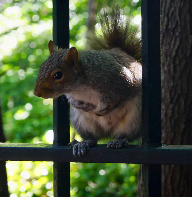 Why Union City, GA Chooses Union City Pest Control Pro for Squirrel Removal?