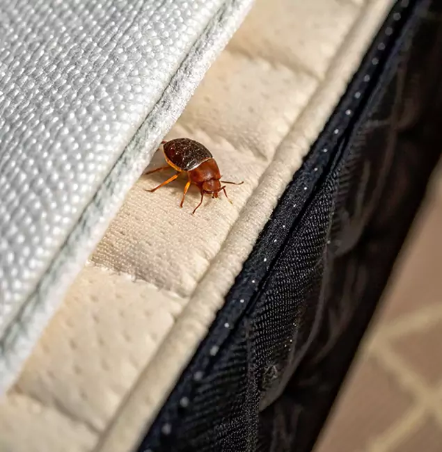 Why Union City Homeowners Trust Union City Pest Control Pro for Tick Treatment?