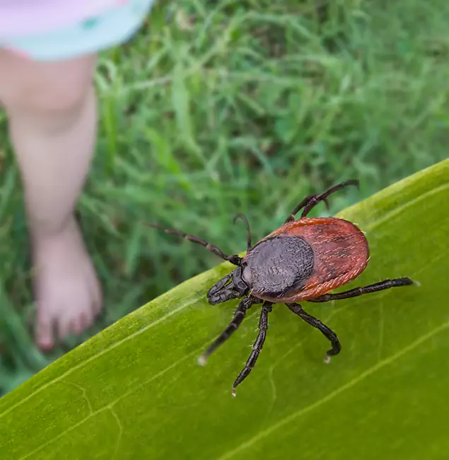 Why Union City Homeowners Choose Union City Pest Control Pro for Tick Extermination?