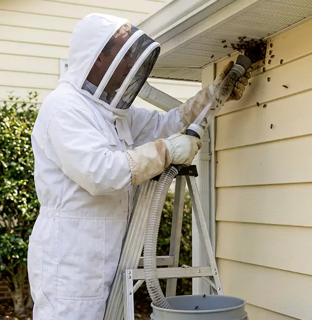 Why Union City Trusts Union City Pest Control Pro for Wasp Control?