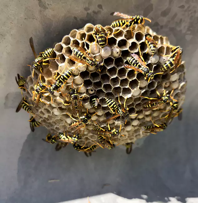 Why Union City Chooses Union City Pest Control Pro for Wasp Control Services?