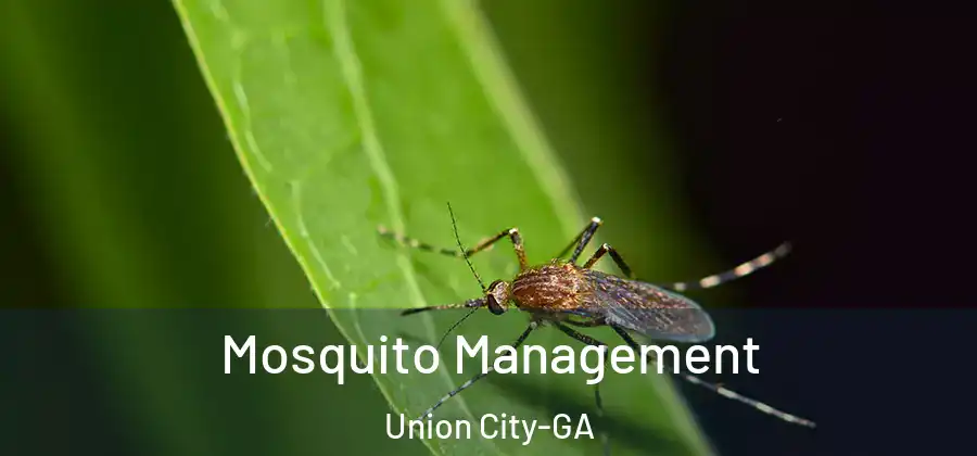 Mosquito Management Union City-GA