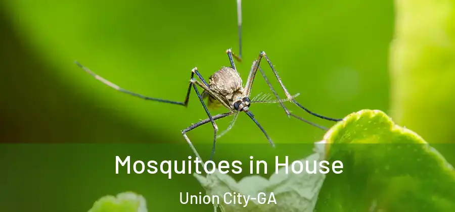Mosquitoes in House Union City-GA