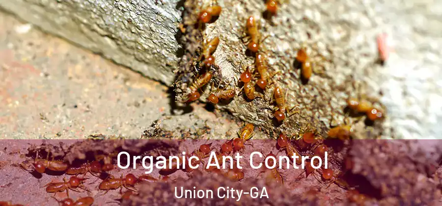 Organic Ant Control Union City-GA