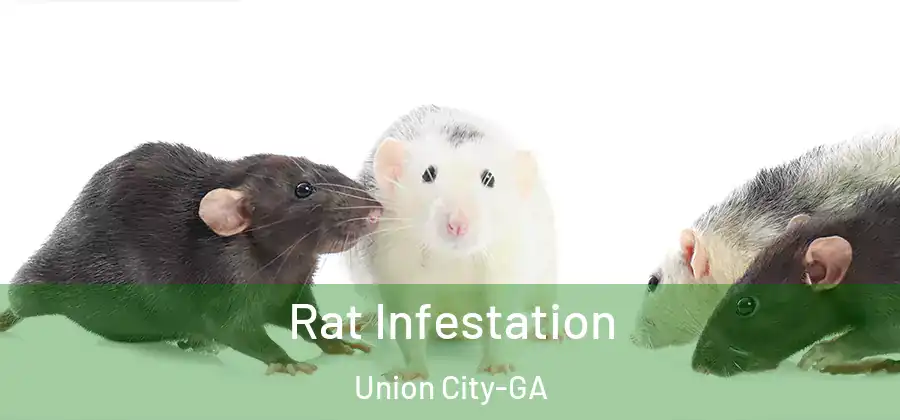 Rat Infestation Union City-GA