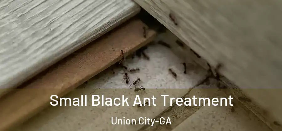 Small Black Ant Treatment Union City-GA
