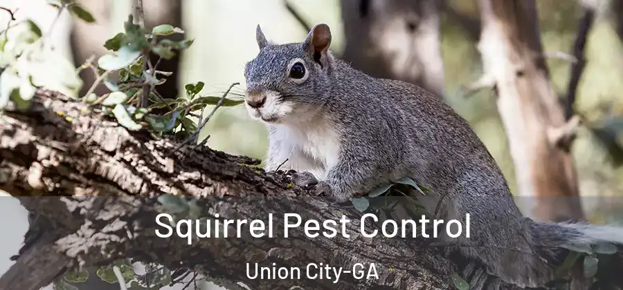 Squirrel Pest Control Union City-GA