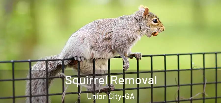 Squirrel Removal Union City-GA