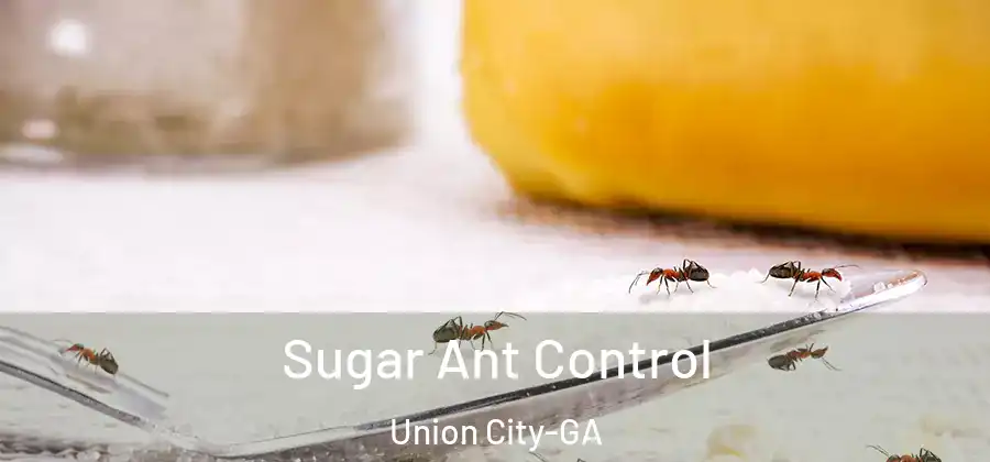 Sugar Ant Control Union City-GA